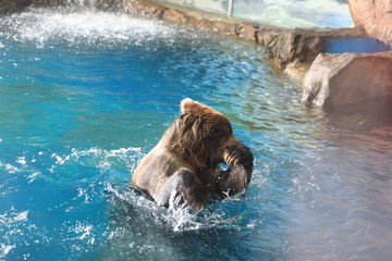 狗熊黑熊洗澡