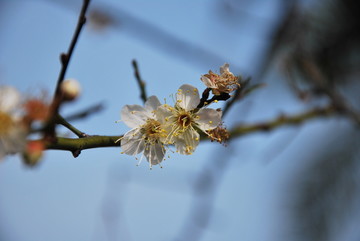 梨花