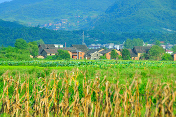 绿色乡村