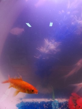 家用彩色金鱼鱼缸
