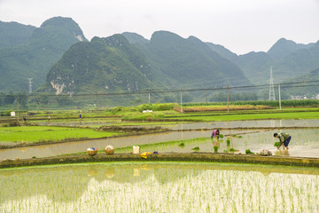 田间劳动