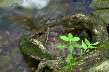 流水树根小草