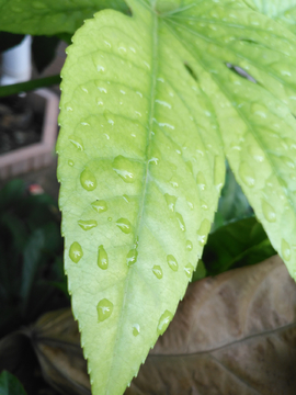 雨滴绿叶