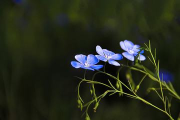 蓝亚麻