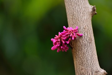 紫珠花特写