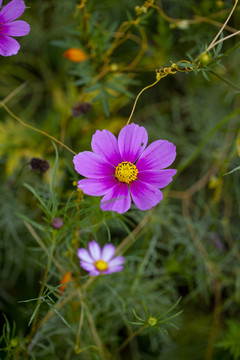 格桑花