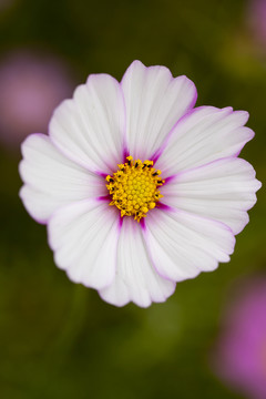 格桑花