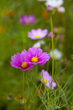 格桑花