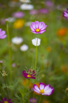 格桑花