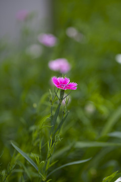 石竹花