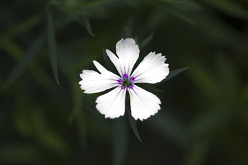 石竹花
