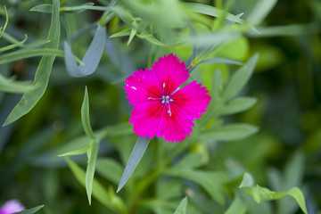 石竹花