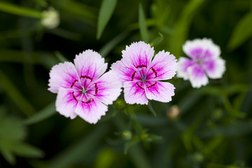 石竹花
