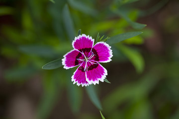 石竹花