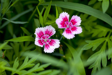 石竹花
