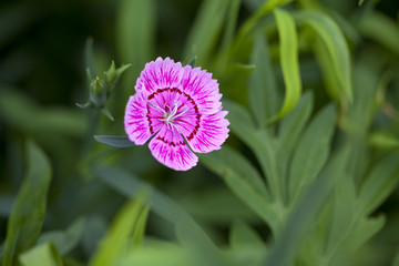 石竹花