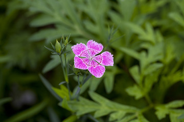 石竹花