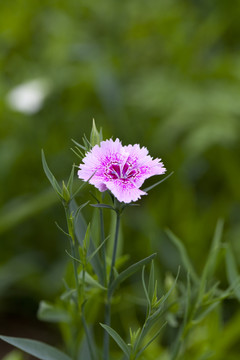 石竹花