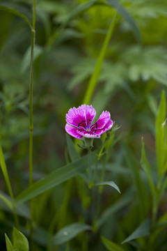 石竹花