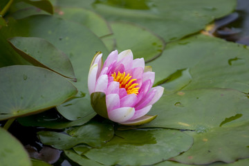 睡莲