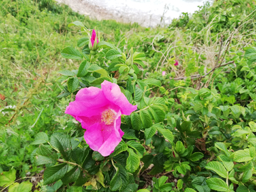 野花