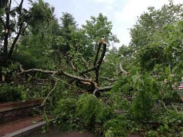 飓风刮倒的树木