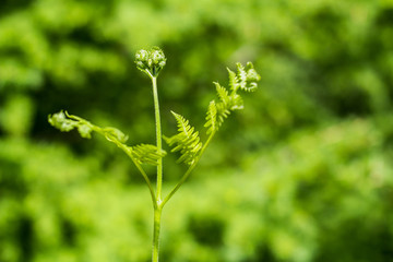 蕨菜野菜采摘