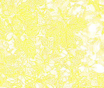 黄色树叶纹理背景