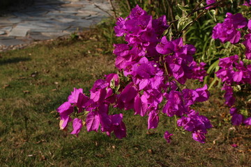 玫红色的花