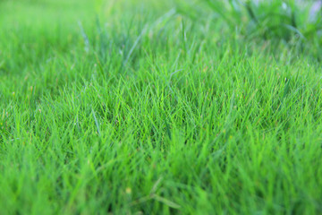 绿绿草坪地