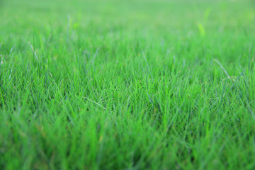 绿茵草坪