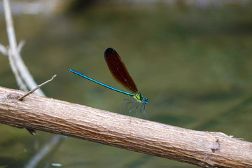 蜻蜓