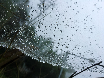 雨的蜘蛛网