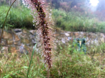 雨后的狗尾草