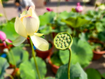 荷花素材