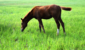 草地上吃草的马驹