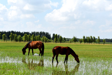 吃草的母马和小马驹