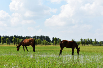 母马和小马驹吃草