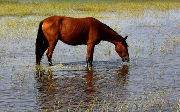水中吃草的马