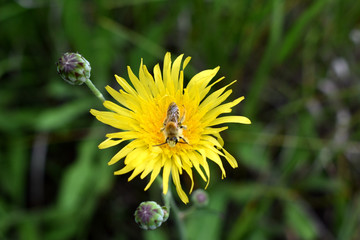 蜜蜂和野花
