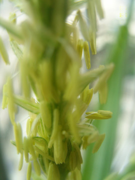 玉米花