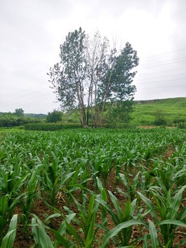 玉米田野