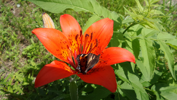 野百合花