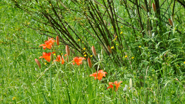 野百合花