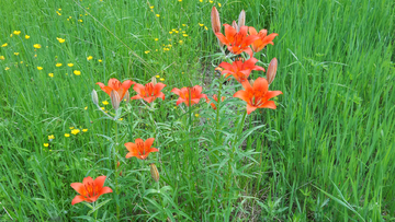 野百合花