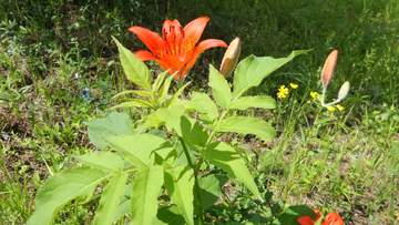 野百合花