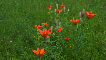 野百合花