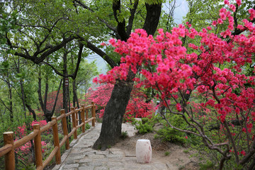 满山红杜鹃