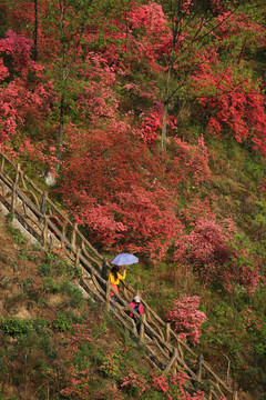 满山杜鹃花