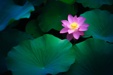 荷花莲花